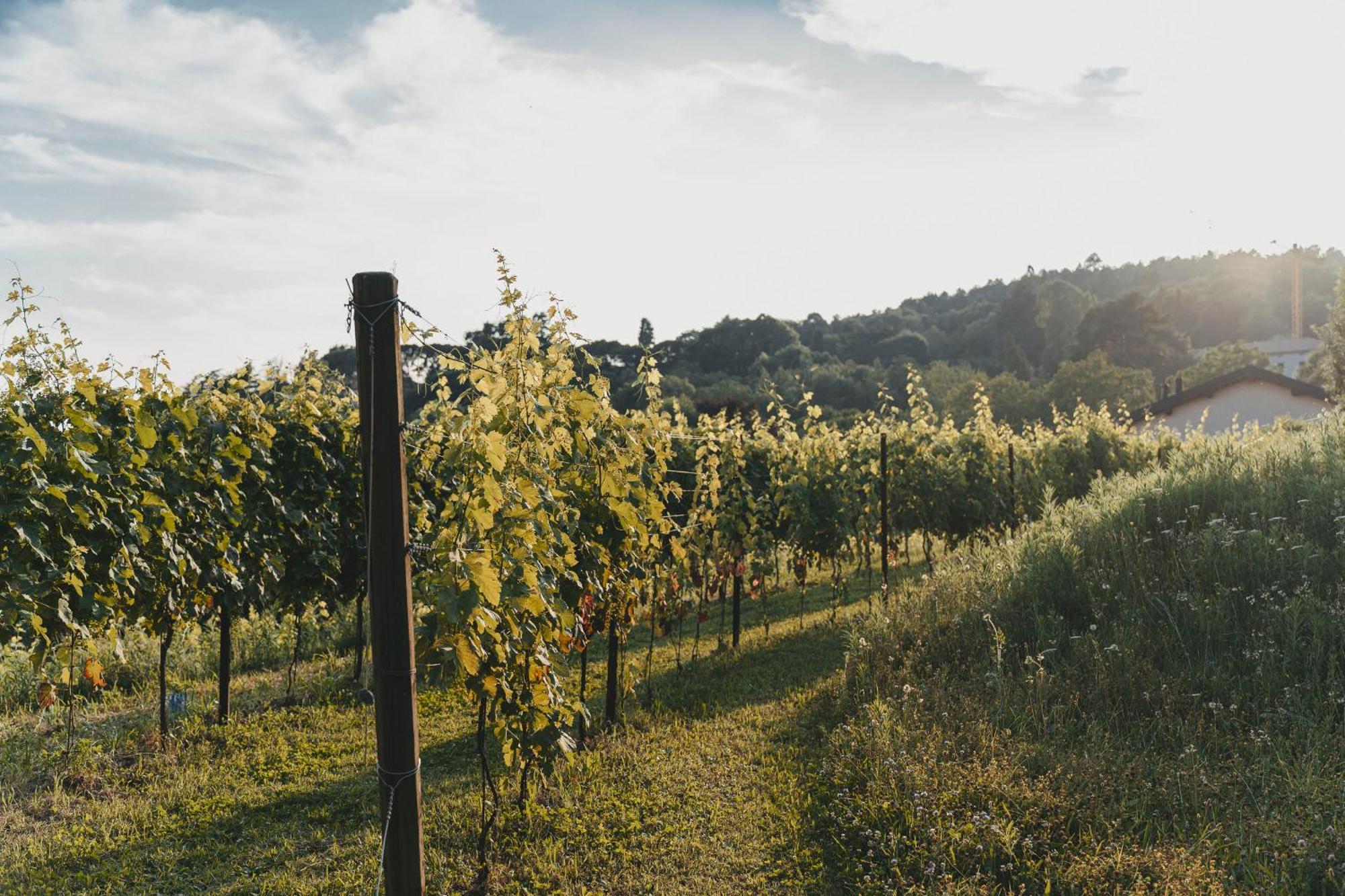 Tenuta Ronco Regio San Fermo della Battaglia Экстерьер фото